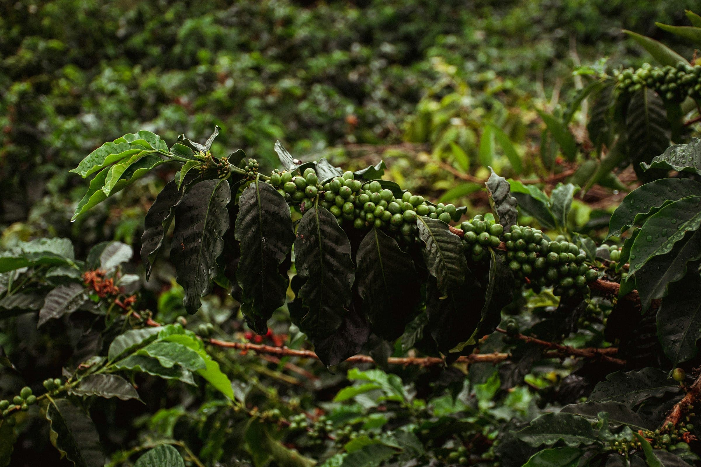 Cafetal en Buenavista, Quindío, Colombia