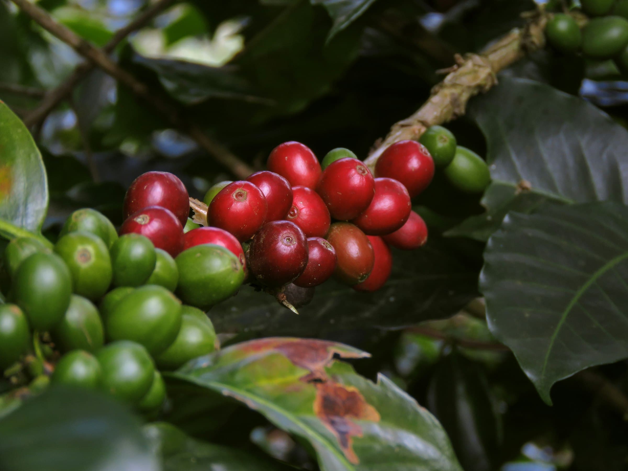 Cerezas de café maduras y verdes en la rama