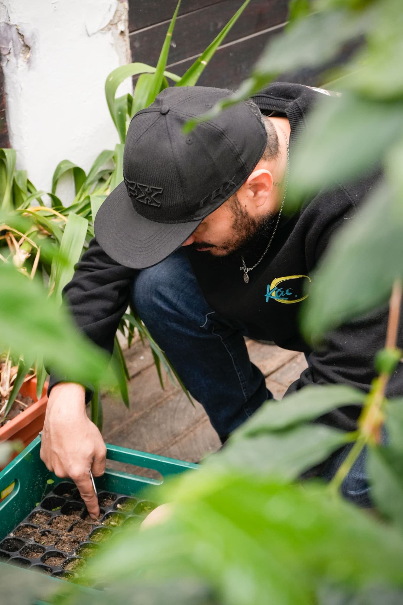 Cuidando plantas de café en el vivero