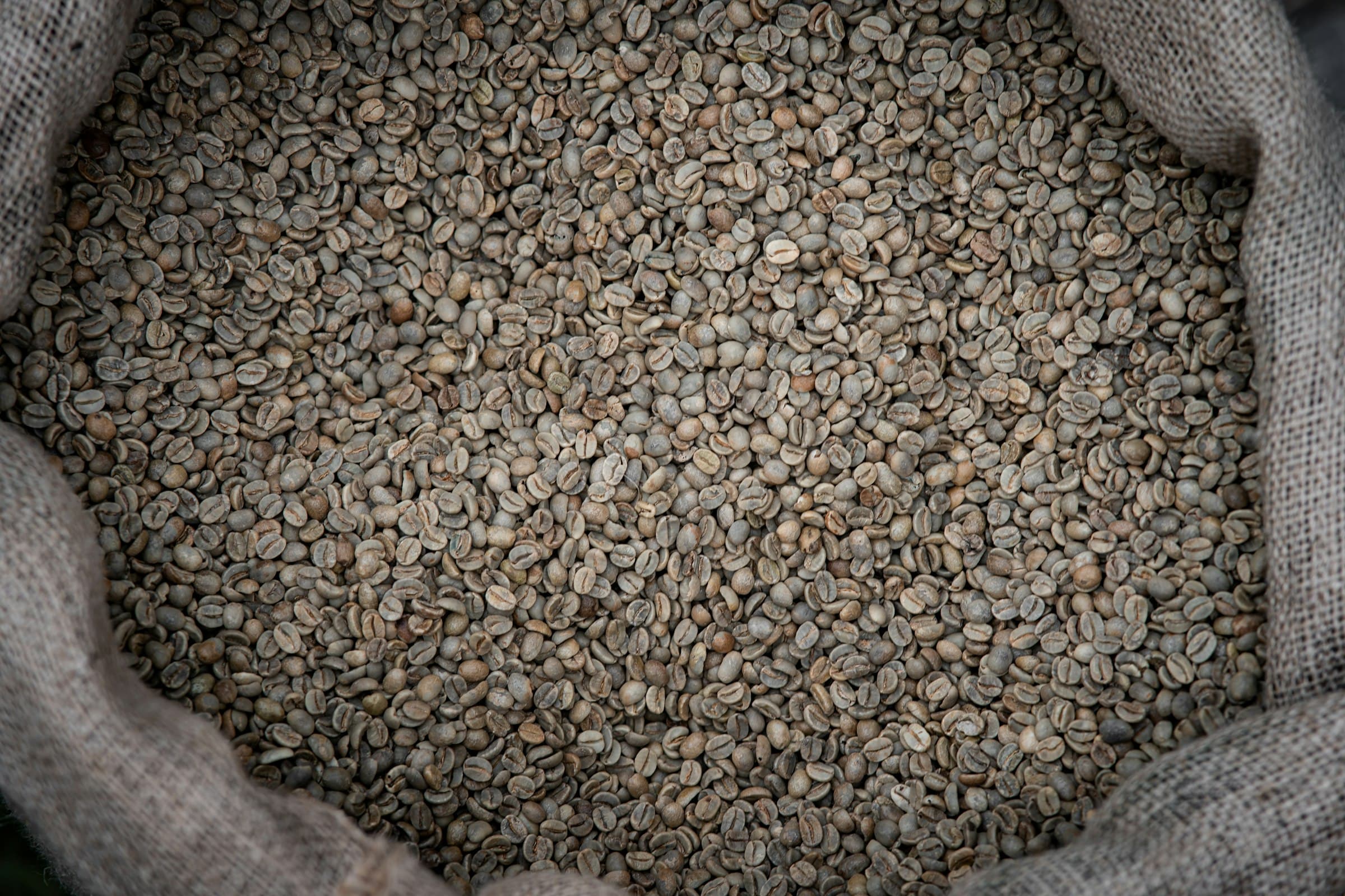 Grano verde de café en una bolsa de arpillera