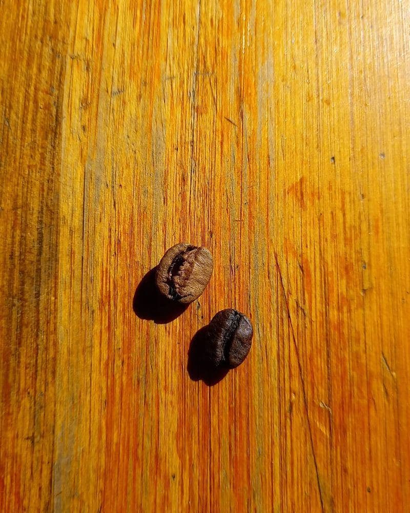 Café y gente en la pared de Brote
