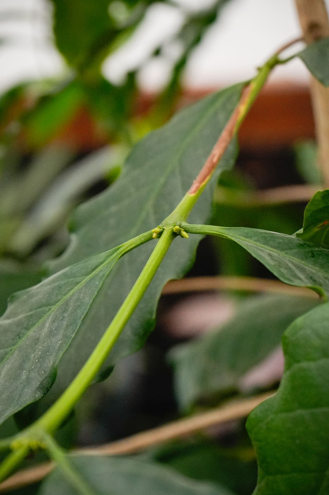 Hojas de una planta de café