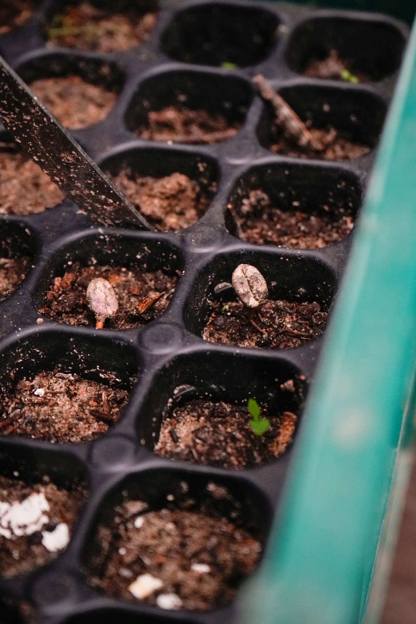 Plantines de café en una bandeja
